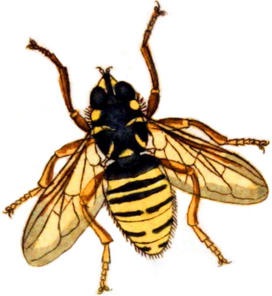 honey bee illustration antique