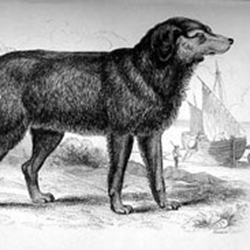 an illustration of a Newfoundland dog