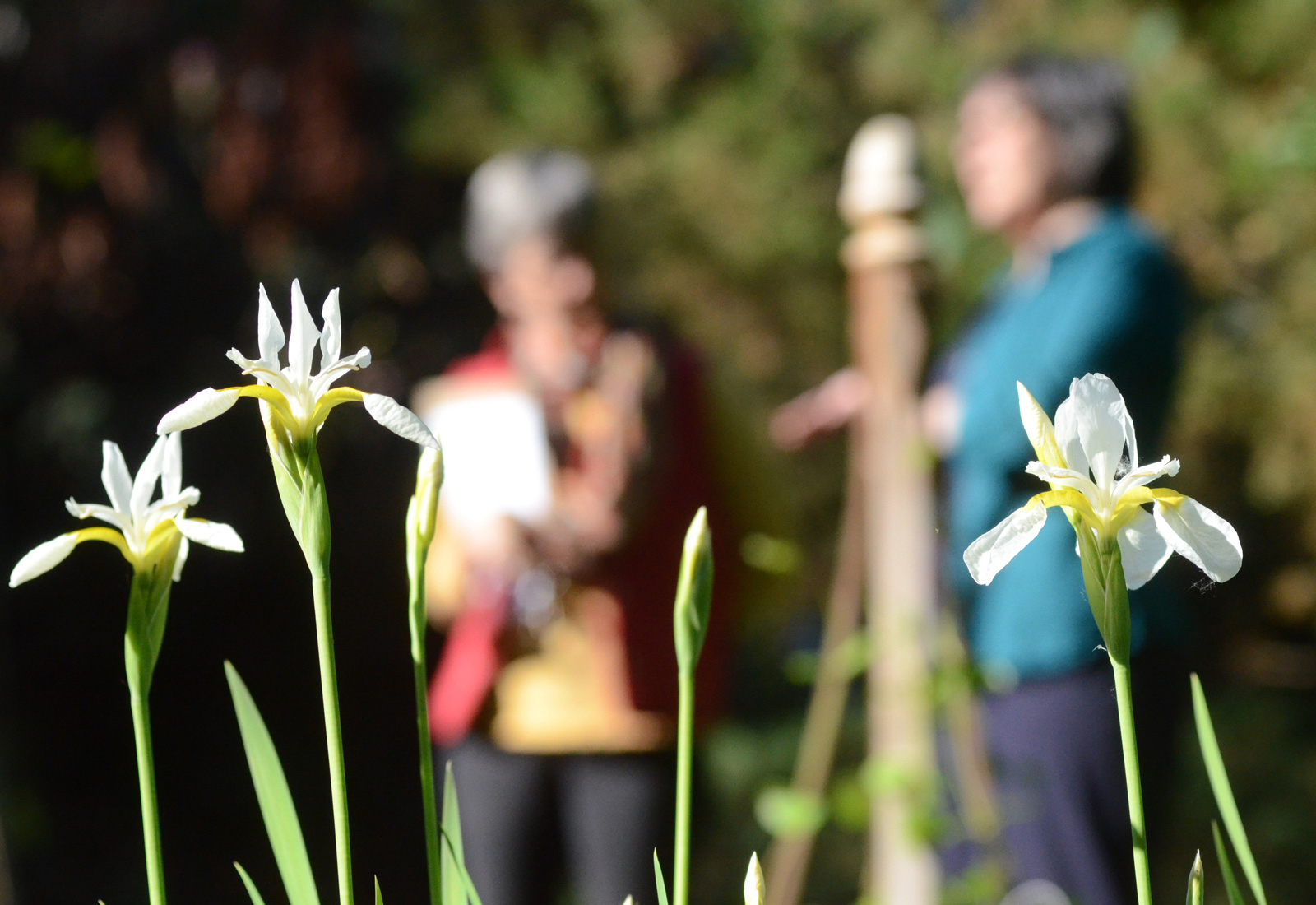 People standing and listening during an event outside, with flowers in the foreground