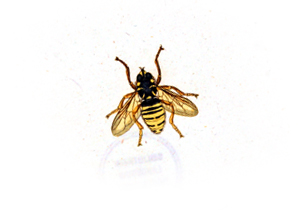 antique illustration of a bee